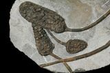Rarely Seen Plate Of Cupressocrinites Crinoids - Morocco #130625-2